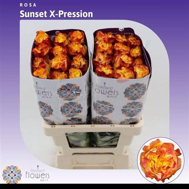 <h4>R Gr Suns X-pression</h4>