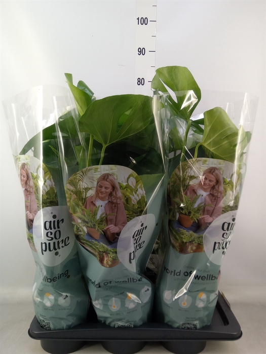 <h4>Monstera delic.</h4>