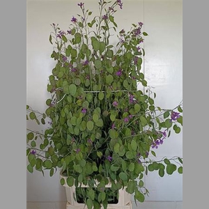 Lunaria Ann Paarse Penning
