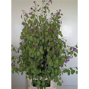 Lunaria Ann Paars Super