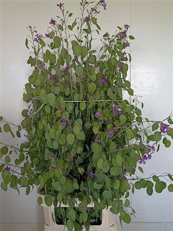 <h4>Lunaria Ann Paars Super</h4>