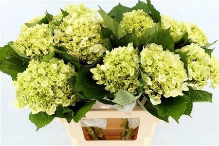 <h4>HYDR M LIMA</h4>