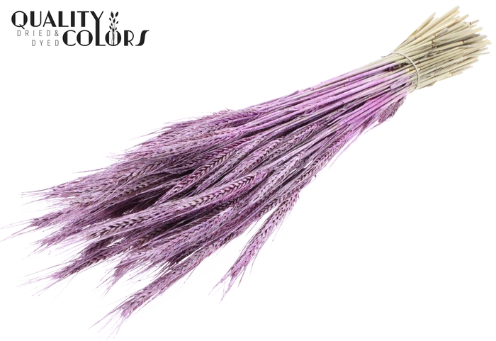<h4>Triticale per bunch Metallic Pink + Glitter</h4>