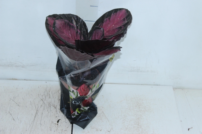 <h4>CALATHEA ROSEA PICTA CRIMSON P12</h4>
