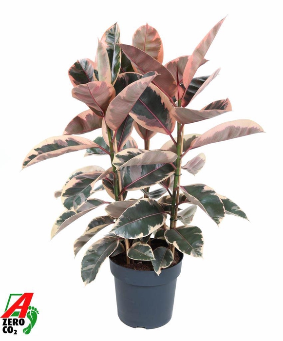 <h4>Ficus Belize</h4>