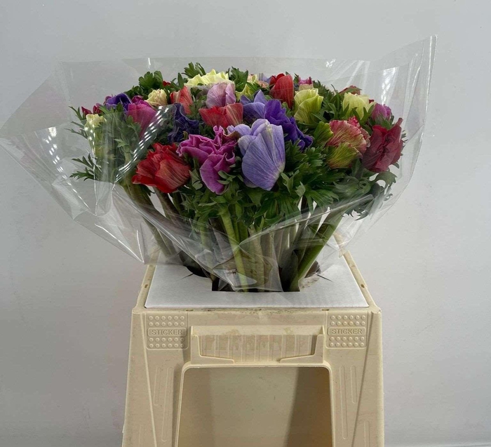 <h4>ANEM SUP MIX</h4>