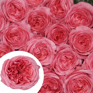 R Eq Pink Xpression