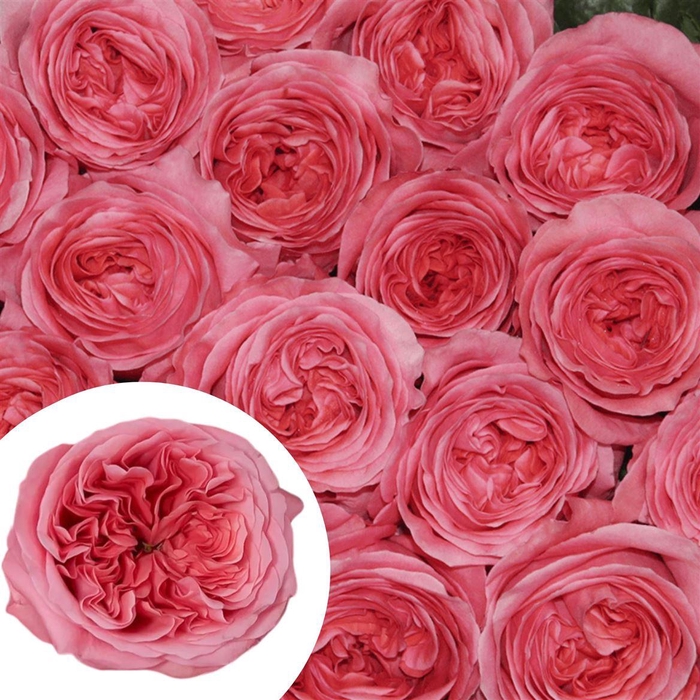 <h4>R Eq Pink Xpression</h4>