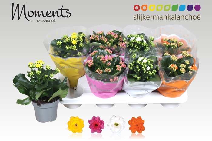 <h4>KAL GE GEM 4 KL</h4>