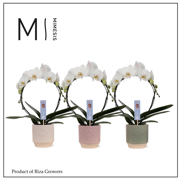 <h4>Mimesis Phal. Moon White - 16+ flowers 12cm in Luna Mix Ceramic</h4>