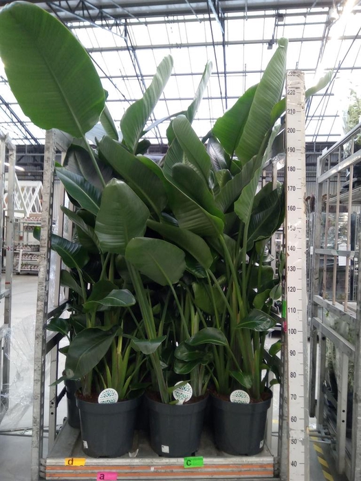 <h4>Strelitzia nicolai</h4>