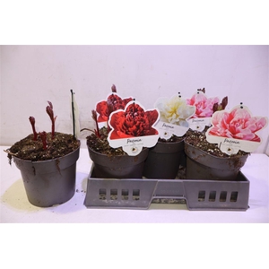 Paeonia H.hybrid Gem