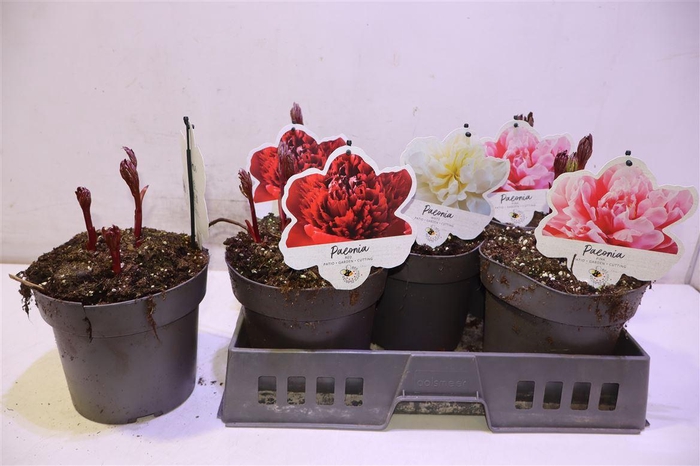 <h4>Paeonia H.hybrid Gem</h4>