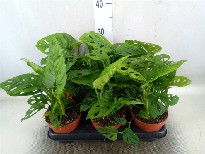 <h4>Monstera obliqua 'Leichtlinii'</h4>