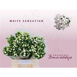 Bouvardia En White Sensation