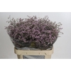 Limonium Safora Oshi Pink