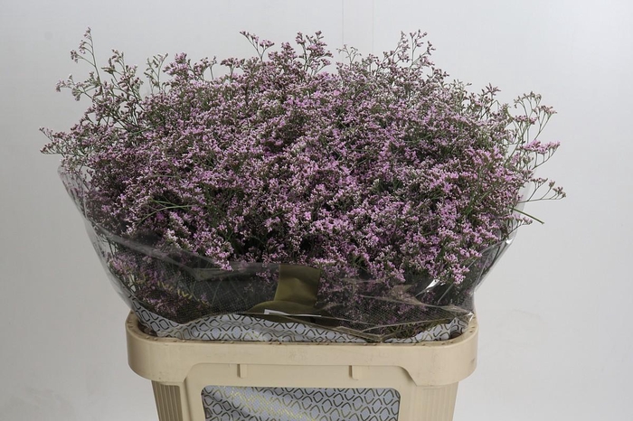 Limonium Safora Oshi Pink