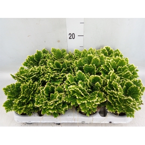 Selaginella martensii 'Jori'