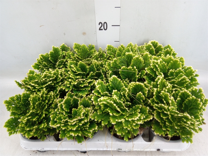 <h4>Selaginella martensii 'Jori'</h4>