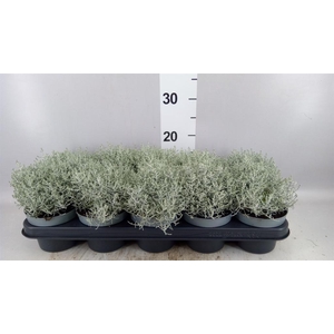 Leucophyta brownii