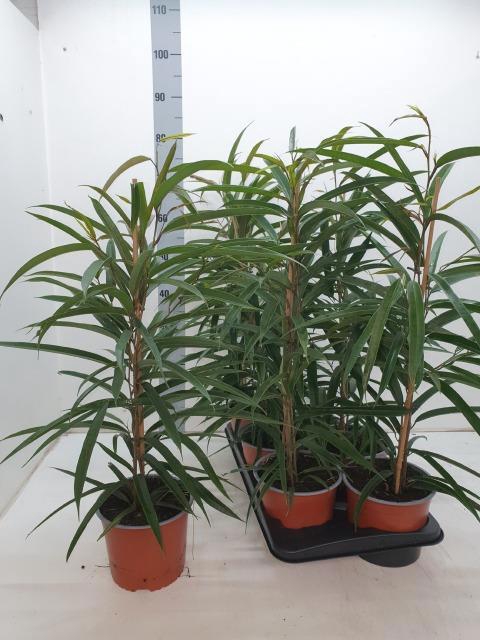 <h4>FIC BIN ALII</h4>