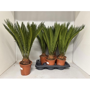 CYCAS REVOLUTA
