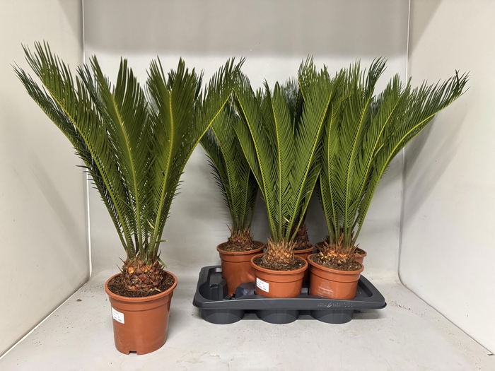 <h4>CYCAS REVOLUTA</h4>