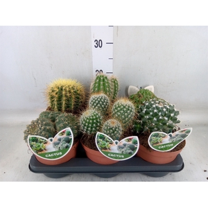 Cactus   ...mix