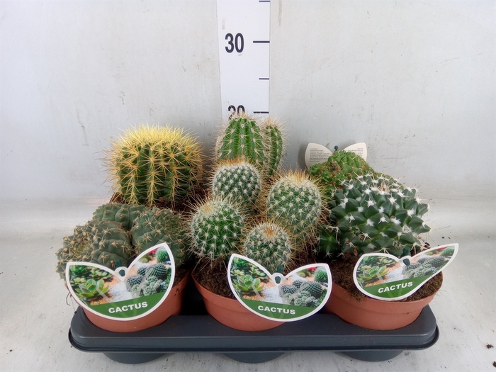 <h4>Cactus   ...mix</h4>