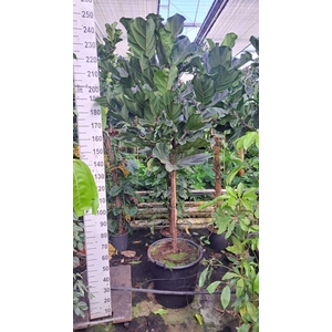 Ficus lyrata
