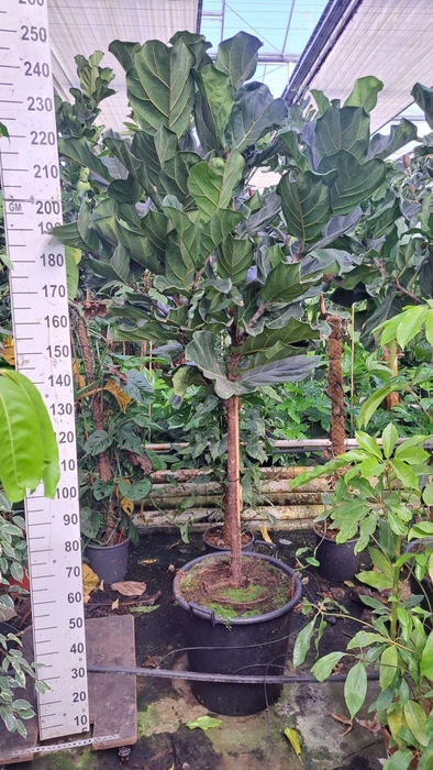 <h4>Ficus lyrata</h4>