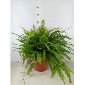 Nephrolepis exal. 'Green Lady'