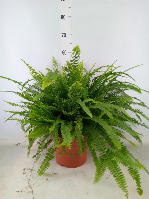 <h4>Nephrolepis exal. 'Green Lady'</h4>