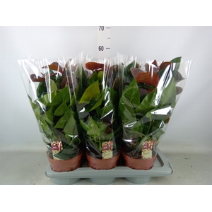 Anthurium andr. 'Essencia'