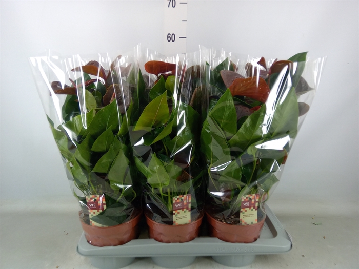 <h4>Anthurium andr. 'Essencia'</h4>