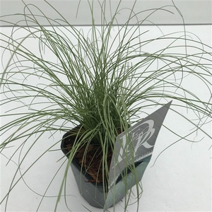 Graminées Carex 'Frosted Curls'