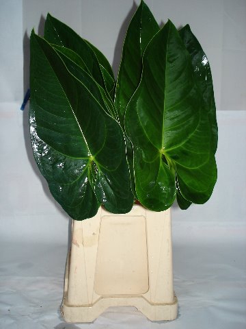 <h4>Snijgroen Blad Gabriella</h4>