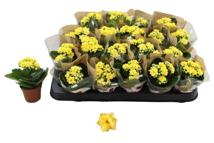 <h4>KAL GE AMARILLO YELL</h4>