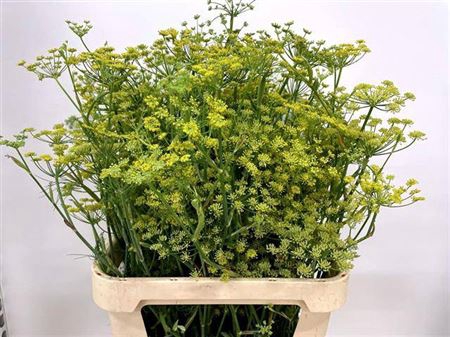 <h4>Foeniculum Vulgare</h4>