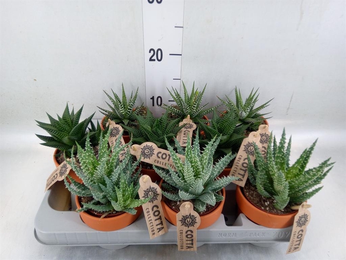 <h4>Aloe ...mix</h4>