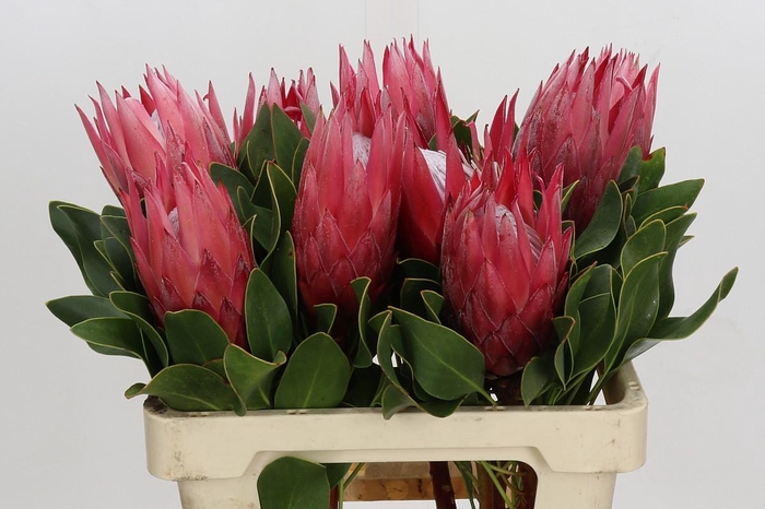 <h4>Protea Cynaroides Madiba</h4>