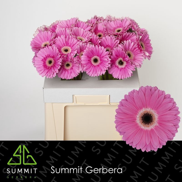 <h4>Gerbera Dreamer</h4>