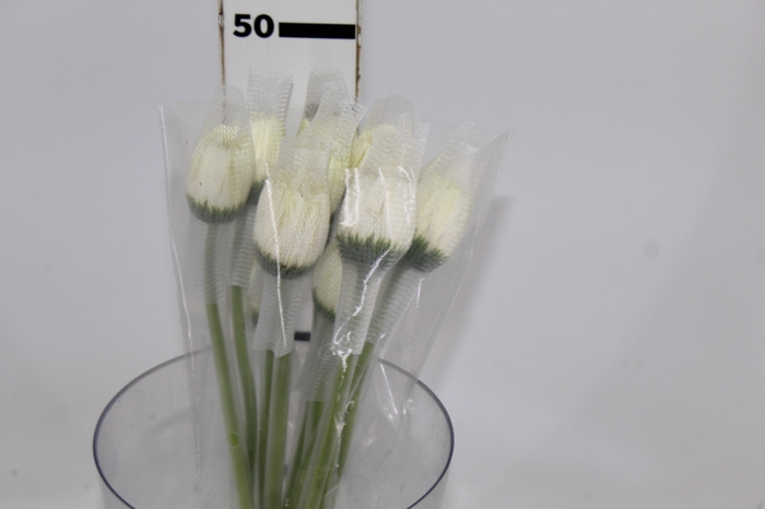 <h4>GERBERA KILIMANJARO >10 CM DIAM <05</h4>