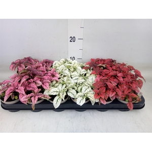 Hypoestes phyllo.   ...mix