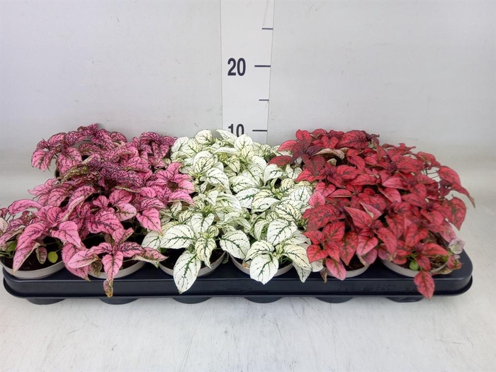 <h4>Hypoestes phyllo. ...mix</h4>