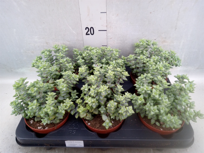 <h4>Crassula perforata</h4>