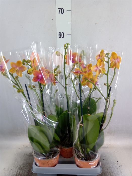 <h4>Phalaenopsis multi. 'Ant Bolgheri'</h4>