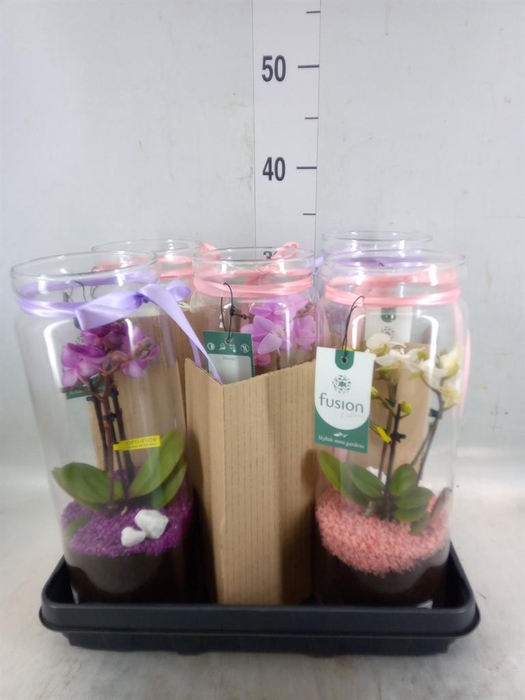 Arr.  Phalaenopsis  H%