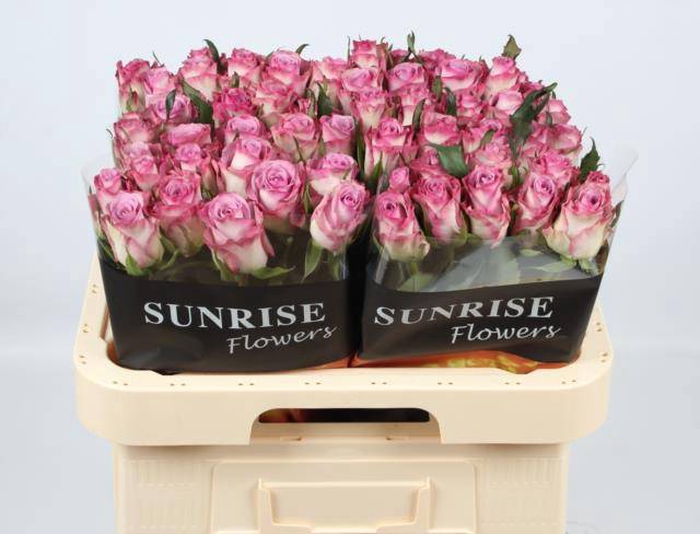 <h4>R GR THRILLER</h4>