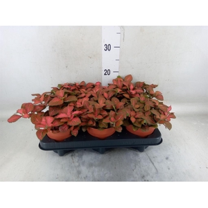 Fittonia verschaf. 'Forest Flame'